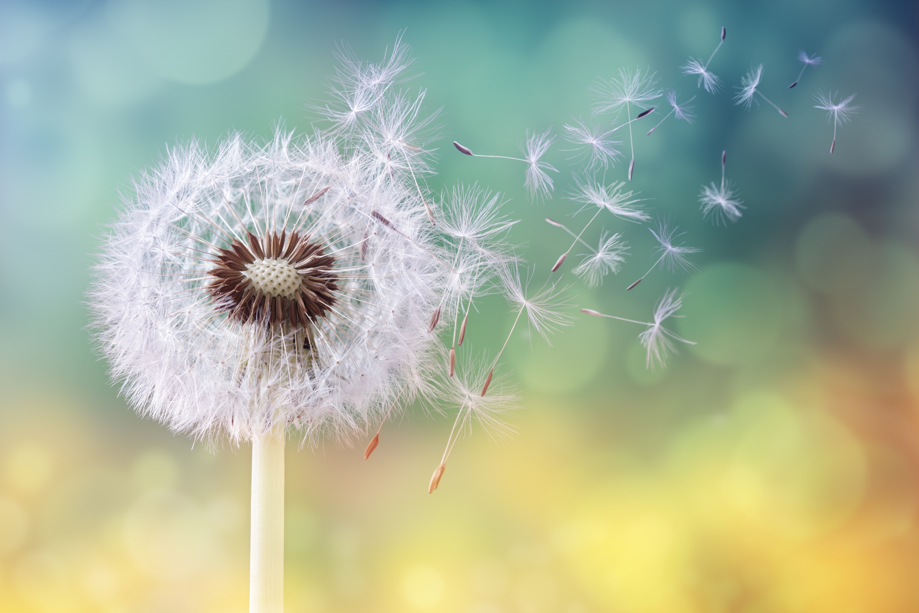 Pusteblume als Bild für Wünsche und Zukunft